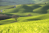 Hügelige Wiese im Frühjahr